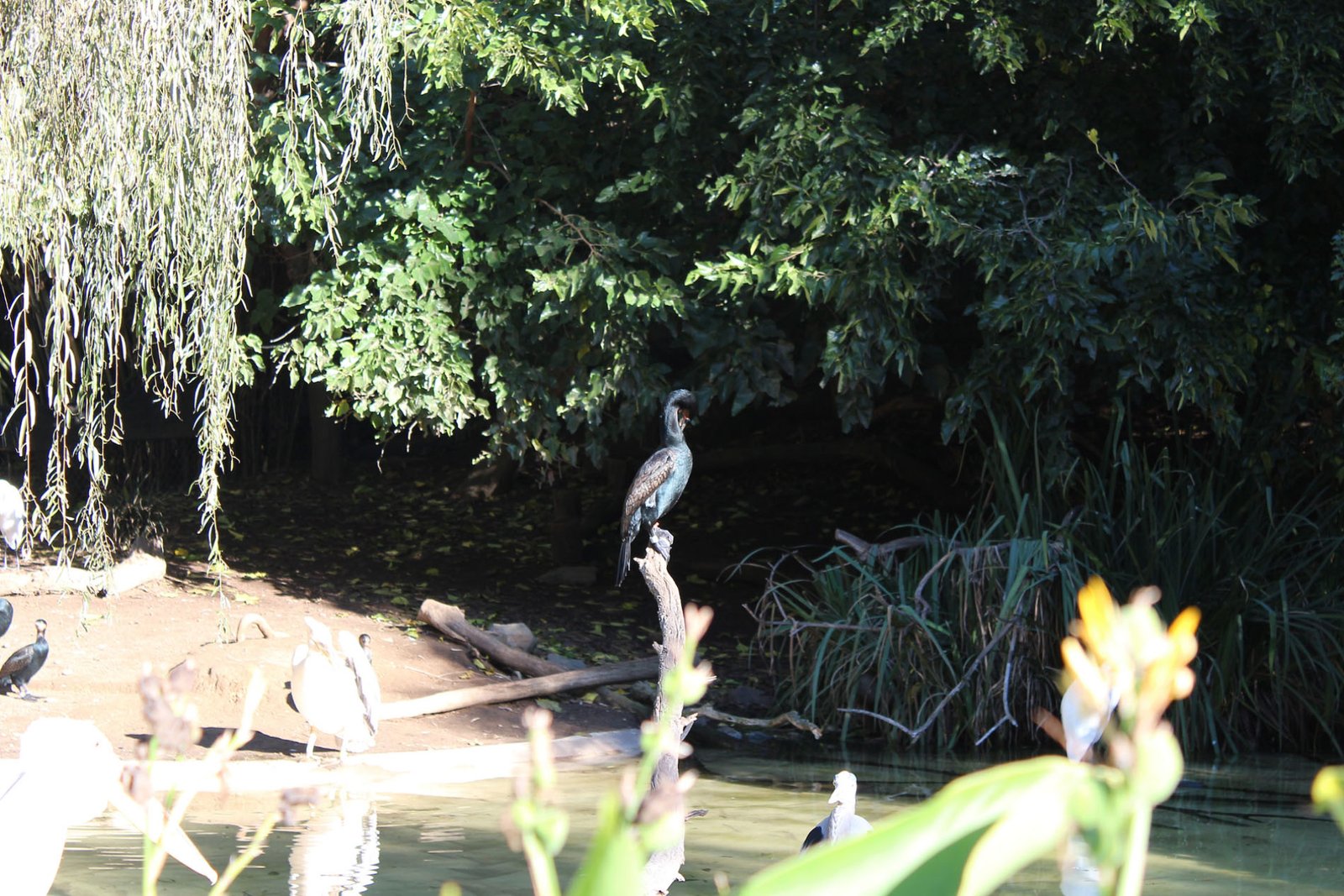 San Diego Zoo Part II 096